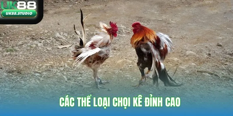 Các thể loại chọi kê đỉnh cao
